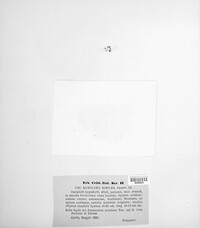 Ramularia simplex image